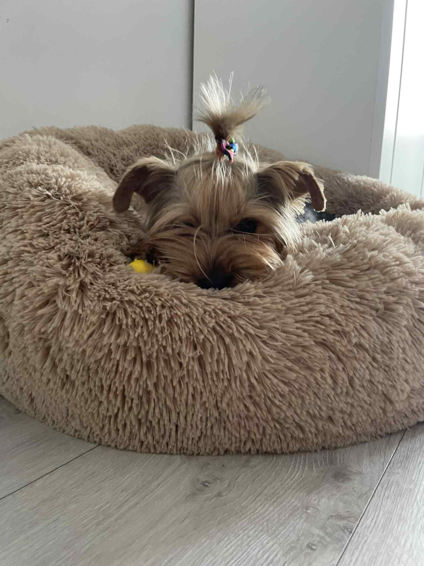 Obrazek wpisu Już niedługo- legowiska premium !