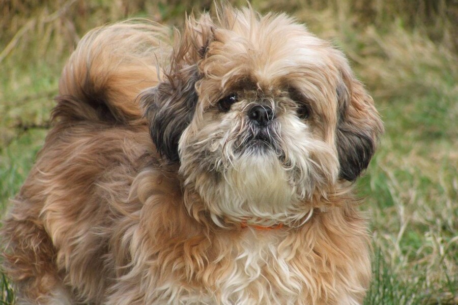 Co jedzą pieski shih tzu i jak dbać o ich dietę?