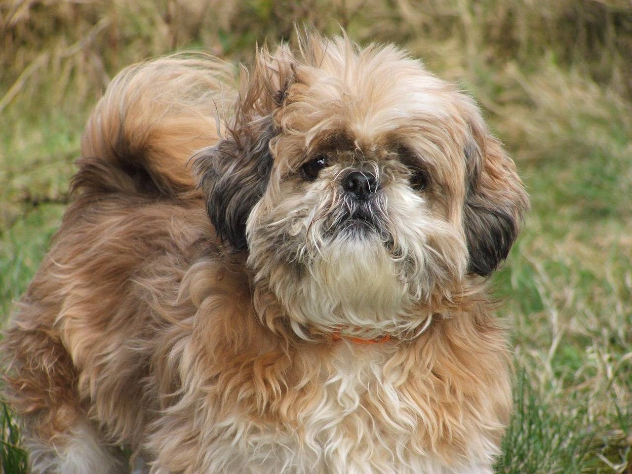 Co jedzą pieski shih tzu i jak dbać o ich dietę?